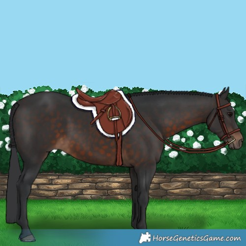 Horse Color:Brown 
