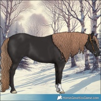 Horse Color:Liver Chestnut 