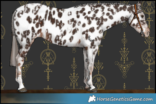 Horse Color:Chestnut Appaloosa  and Liver Chestnut Appaloosa 