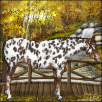 Horse Color:Chestnut Appaloosa  and Liver Chestnut Appaloosa 