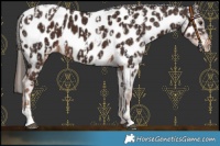 Horse Color:Chestnut Near Fewspot  and Liver Chestnut Near Leopard 