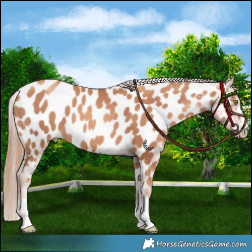 Horse Color:Gold Champagne Appaloosa 
