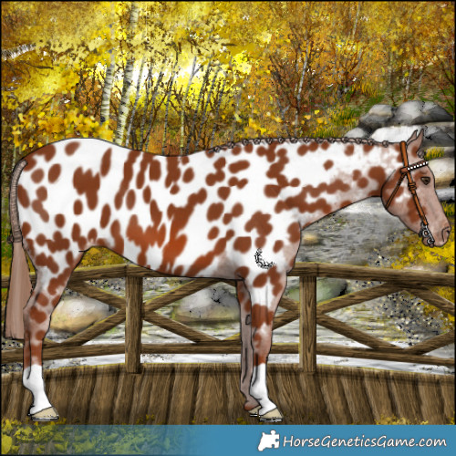 Horse Color:Chestnut Appaloosa