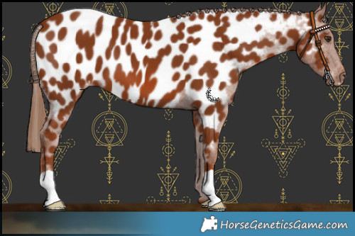 Horse Color:Chestnut Appaloosa 