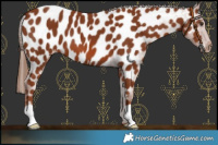Horse Color:Chestnut Appaloosa 