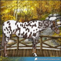 Horse Color:Liver Chestnut Near Leopard 