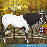 Horse Color:Bay Near Fewspot 