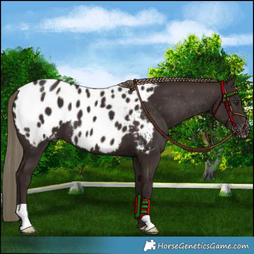 Horse Color:Liver Chestnut Appaloosa 