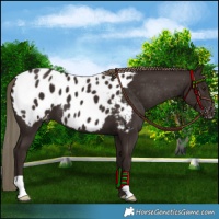 Horse Color:Liver Chestnut Blanket 