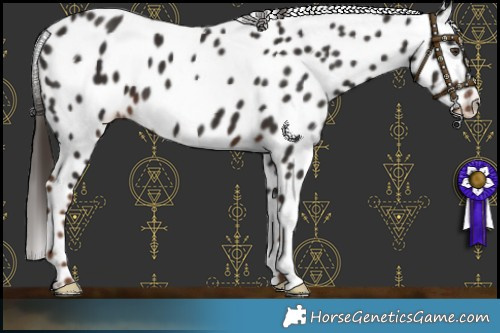 Horse Color:Liver Chestnut Appaloosa 