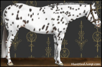 Horse Color:Liver Chestnut Appaloosa 