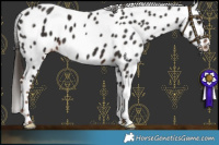Horse Color:Liver Chestnut Leopard 