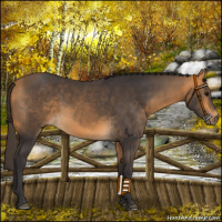 Horse Color:Buckskin 