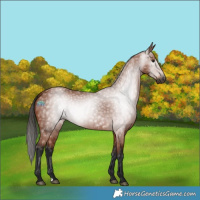 Horse Color:Gray Bay 