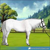 Horse Color:Gray Buckskin Ice Dun Tobiano 