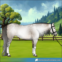 Horse Color:Gray Buckskin Ice Dun Tobiano 