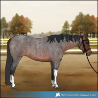 Horse Color:Brown Roan Tobiano 