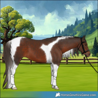 Horse Color:Liver Chestnut Tobiano 
