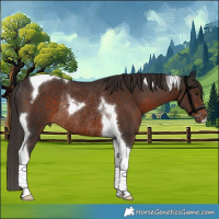 Horse Color:Liver Chestnut Tobiano Rabicano