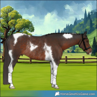 Horse Color:Liver Chestnut Tobiano Rabicano