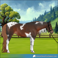 Horse Color:Liver Chestnut Tobiano 