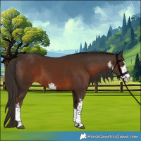 Horse Color:White Spotted Liver Chestnut 