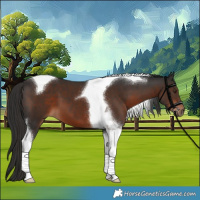 Horse Color:Liver Chestnut Tobiano 