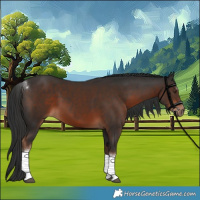 Horse Color:Liver Chestnut Tobiano 