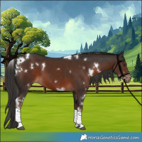 Horse Color:White Spotted Liver Chestnut Tobiano 