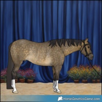 Horse Color:Buckskin Dun Rabicano 