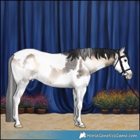 Horse Color:Brown Onyx Splash Tobiano Rabicano 
