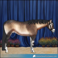 Horse Color:Brown Onyx Rabicano 