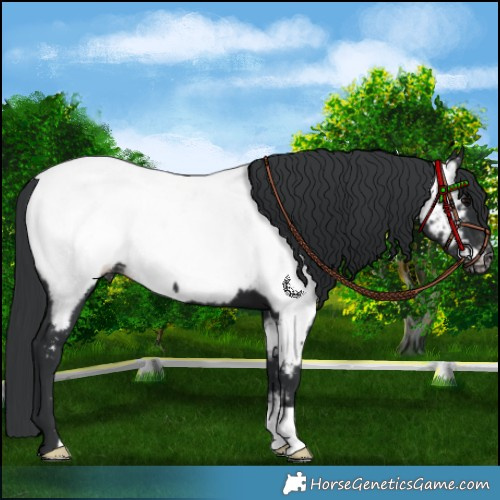 Horse Color:Black Appaloosa