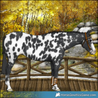 Horse Color:Black Near Leopard 