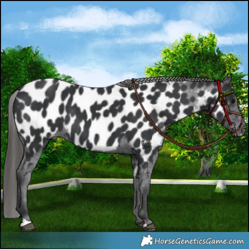 Horse Color:Black Appaloosa Rabicano 