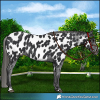 Horse Color:Black Near Leopard Rabicano