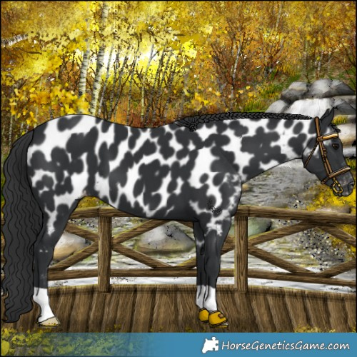 Horse Color:Black Appaloosa