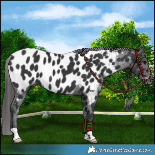Horse Color:Black Appaloosa 