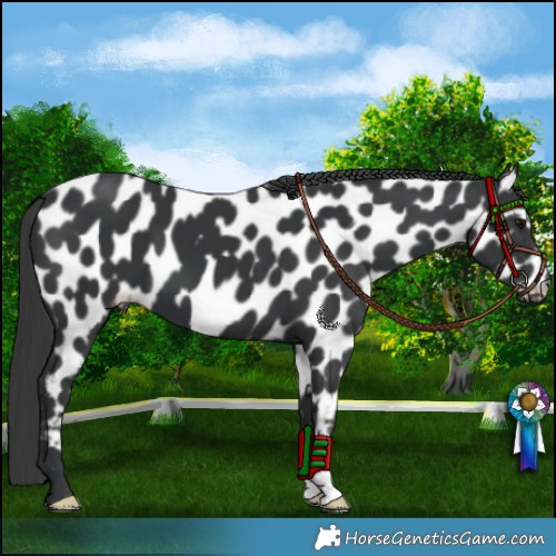 Horse Color:Black Appaloosa 