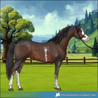 Horse Color:Liver Chestnut Sabino Splash 