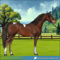 Horse Color:Liver Chestnut Tobiano 