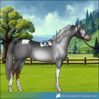 Horse Color:Gray Liver Chestnut Tobiano