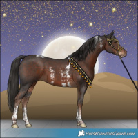 Horse Color:Liver Chestnut Sabino Tobiano 