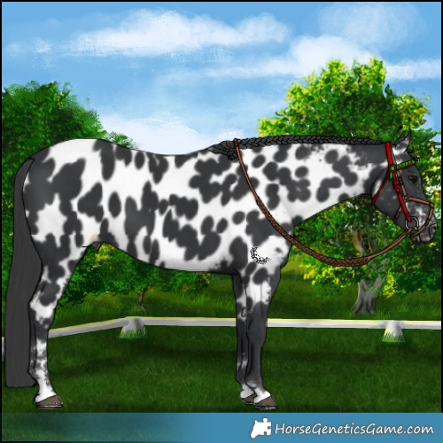 Horse Color:Black Appaloosa 