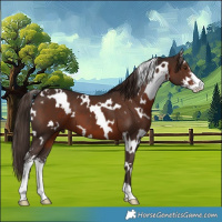 Horse Color:White Spotted Liver Chestnut Sabino