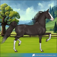 Horse Color:Liver Chestnut Splash 
