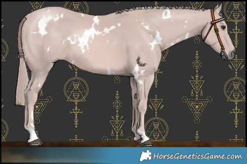 Horse Color:Platinum White Spotted Chestnut 