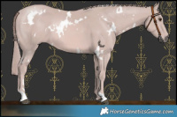 Horse Color:Platinum White Spotted Chestnut