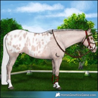 Horse Color:Platinum Silver Brown Pearl Appaloosa 