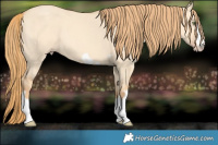 Horse Color:Gold Champagne Dun